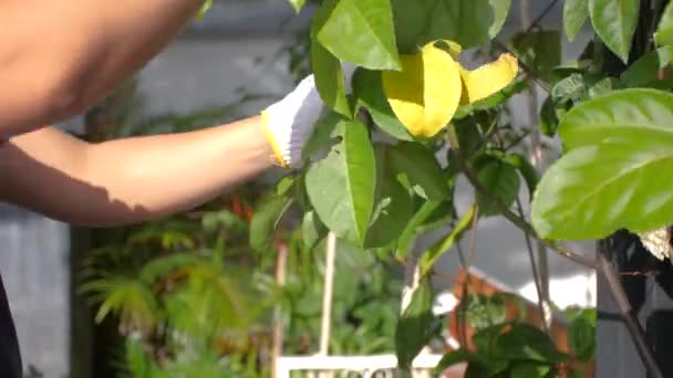 정원사는 나무를 자르기 프런저 가위를 사용합니다 Pruning와 — 비디오
