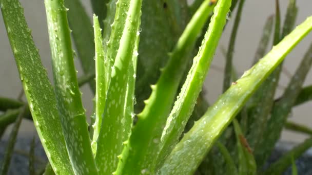 Die Natürliche Aloe Vera Gießen Wasser Tropft Auf Aloe Vera — Stockvideo