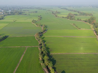 Kurak bir mevsimde tropik bir kırsal bölgedeki çeltik tarlası tarlalarının havadan görünüşü