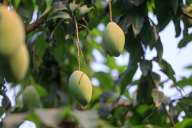 Mango ağacında olgunlaşmamış yeşil mango meyvesi. Doğal ve organik yüksek vitamin meyveleri. Mangifera Indica L. mango meyvesi