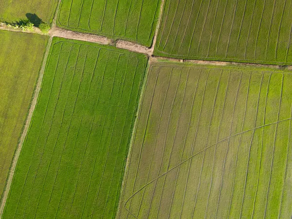 Aerial View Paddy Rice Field Agriculture Farm Tropical Rural Countryside — Stock Photo, Image