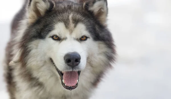 Пухнаста Сибірська Хаскі Собака Чоловічої Статі Відкритому Повітрі Копіювальним Простором — стокове фото