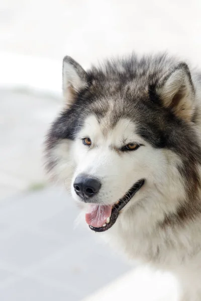 Пухнастий Сибірський Хаскі Собака Чоловічий Відкритому Повітрі — стокове фото