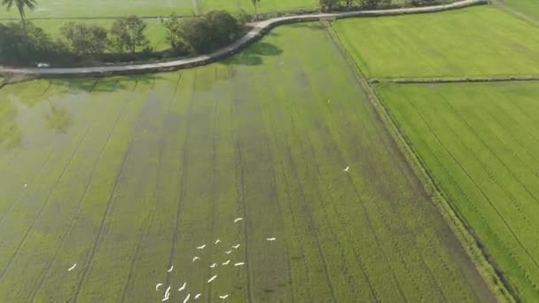ドローンは田舎の田舎の農業の風景観を撮影した 緑豊かなトロピカルライスフィールドの美しい空中ビュー — ストック動画
