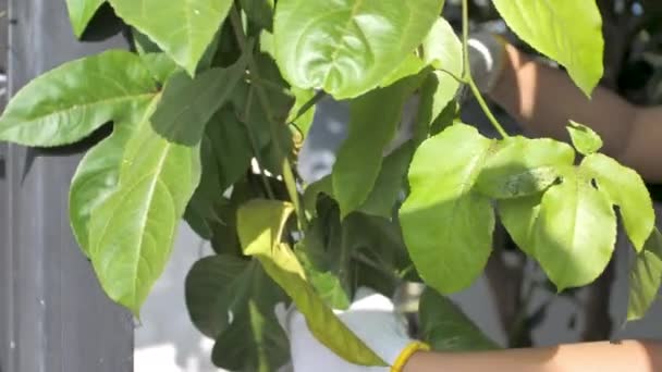Садовник Использует Большие Ножницы Рубить Обрезать Дерево — стоковое видео