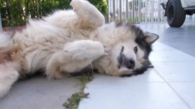 Şirin Sibirya Husky köpeği açık havada