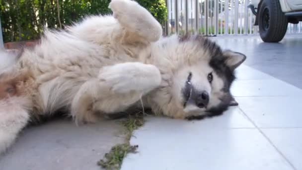 Schattige Siberische Husky Hond Buiten — Stockvideo