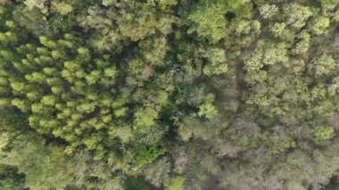 Drone, kurak nehir ve kurak ormanın hava manzaralı manzarasını çekti.