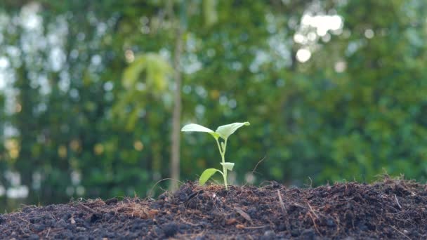 Dłonie Ludzi Młodych Roślin Rosnących Ziemi Sadzenie Małego Drzewa Koncepcja — Wideo stockowe