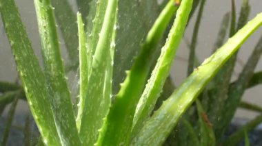 Doğal aloe verayı suluyorum. Aloe vera bitkisine su damlıyor.