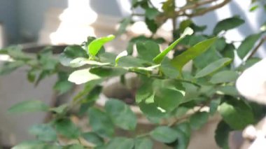 İnsanlar ağaç dalını kesmek için budama makası kullanıyor.