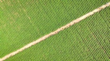 Drone kırsal köy kırsalındaki tarımın manzaralı görüntüsünü çekti.