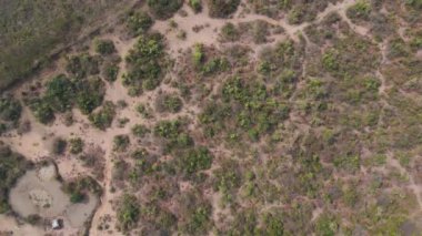 Kurak mevsim ve kirli ormanın insansız hava aracı görüntüsü