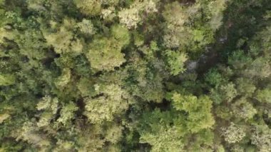 Drone kurak mevsim için ormanın hava manzaralı manzarasını çekti.