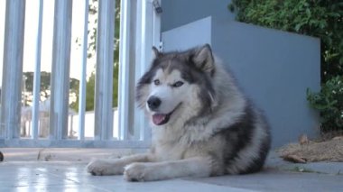 Şirin Sibirya Husky köpeği açık havada