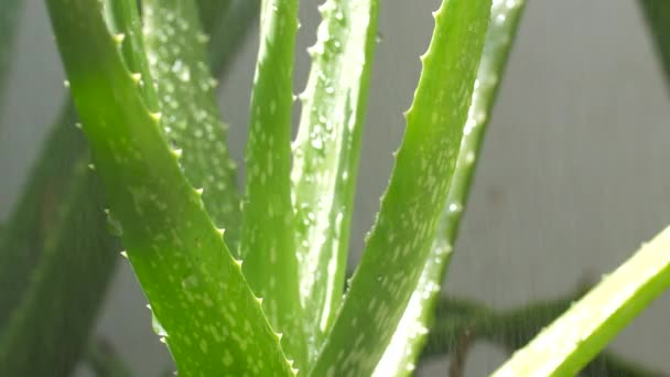 Annaffiare Aloe Vera Naturale Gocciolamento Acqua Sulla Pianta Aloe Vera — Video Stock