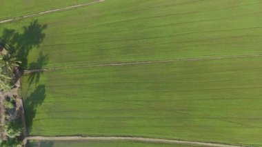 Drone kırsal köy kırsalındaki tarımın manzaralı görüntüsünü çekti.