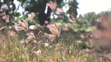 Rüzgâr esintisiyle kurumuş çimen çiçeği