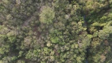 Drone, kurak mevsim yakınlarındaki ormanın hava manzaralı manzarasını çekti.