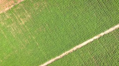 İnsansız hava aracı tarımsal tarımı vurdu