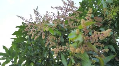 Bir mango çiçeğinin taze açması