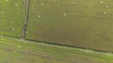 Yavaş çekim havacılık manzarası, pirinç tarlasının güzel manzarası taze pirinç fidanları ve yeşillik.