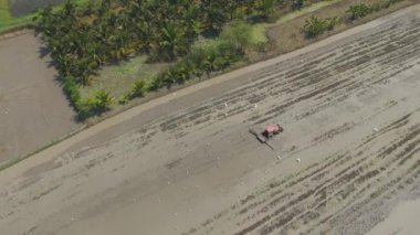 Yavaş çekim Drone görüntüsü. Bir traktör pirinç tarlasında su ve çamurla toprağı sürüyor.
