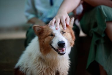 Tay Bangkaew köpeğinin tüylü beyaz ve kahverengi kürküne dokunan bir avuç insan. Sadık ve neşeli bir köpek