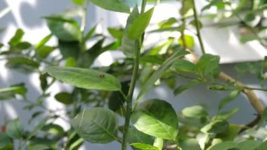 Bahçıvan budama makası kullanıyor.