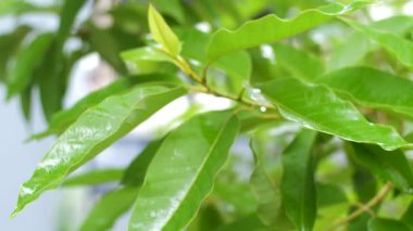 Doğal yaprağın üzerine yağmur damlası