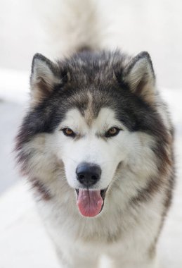 Tüylü Sibirya Husky köpeği erkek açık havada