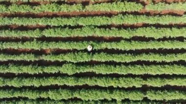 Ağır çekim drone görüntüleri çiftçiler tarla fasulyesi yetiştiriyor.
