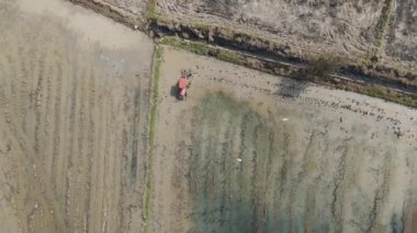 Bir traktörün tarlayı sürdüğü ve toprağı tarıma hazırladığı drone videosu.