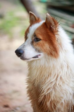 Sadık ve neşeli Tayland Bangkaew köpeği tüylü beyaz ve kahverengi kürklü