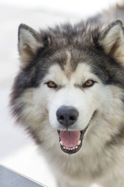 Tüylü Sibirya Husky köpeği erkek açık havada