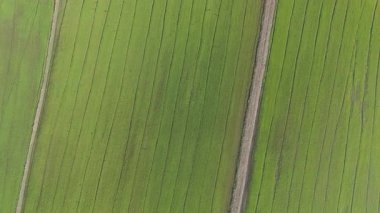 İnsansız hava aracı görüntüsü, pirinç tarlasının güzel manzarası taze pirinç fidanları ve yeşillik.