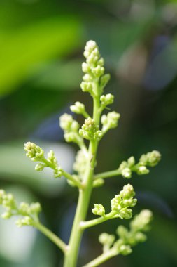 Meyve vermeden önce mango çiçekleri açıyor.