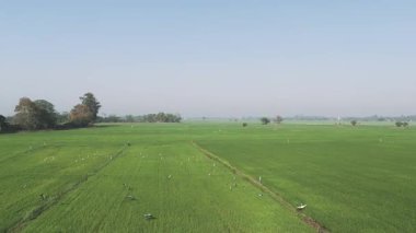 Drone, tropikal bölgede genç bitki fidanlarıyla birlikte bir tarım alanının manzarasını görüntülüyor. Tayland 'ın kuzeydoğusunda tarım ve yaşam tarzı