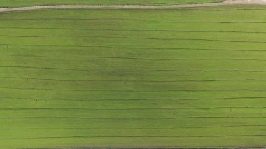 Drone, tropikal bölgede genç bitki fidanlarıyla birlikte bir tarım alanının manzarasını görüntülüyor. Tayland 'ın kuzeydoğusunda tarım ve yaşam tarzı