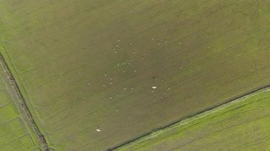 Drone, tropikal bölgede genç bitki fidanlarıyla birlikte bir tarım alanının manzarasını görüntülüyor. Tayland 'ın kuzeydoğusunda tarım ve yaşam tarzı