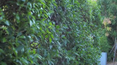 Yavaş çekimde bitkiye yağmur suyu geliyor.