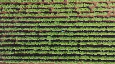 Drone görüntüleri çiftçiler tarla fasulyesi yetiştiriyor.