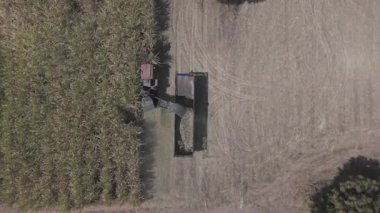 Traktörlerin ve kamyonların şeker kamışını şeker yapmak için çiftlikte topladıkları drone görüntüleri. Yanmadan çiftçilik yapmak