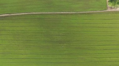 Hava manzarası, pirinç tarlasının güzel manzarası içinde taze pirinç fidanları ve yeşillikler var.