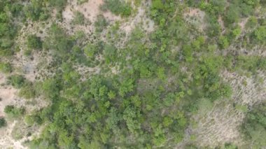 Yoğun bir ormanın içinden geçen kırsal bir yolun hava aracı görüntüsü. Ağaçlarla, yeşilliklerle ve huzurlu manzaralarla dolu doğal bir manzara. Seyahat, doğa ve kırsal kesim kavramı