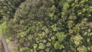 Drone, kurak nehir ve ormanın hava manzaralı manzarasını çekti.