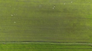 Hava manzarası, pirinç tarlasının güzel manzarası içinde taze pirinç fidanları ve yeşillikler var.