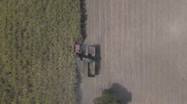 Traktörlerin ve kamyonların şeker kamışını şeker yapmak için çiftlikte topladıkları drone görüntüleri. Yanmadan çiftçilik yapmak