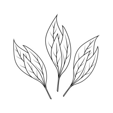 Özgün Yaprak özgün desing ana hat vuruşu