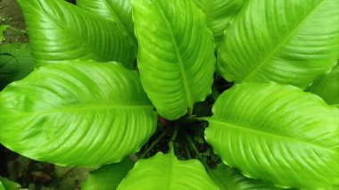 Doğal yeşil süs bitkisi video görüntüsü bırakır